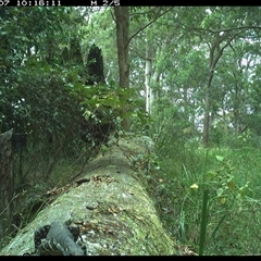 Varanus sp. (genus) at Pipeclay, NSW - suppressed