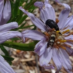 Mordellidae (family) (Unidentified pintail or tumbling flower beetle) at Yarralumla, ACT - 28 Nov 2024 by AndyRussell