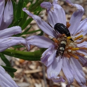 Mordellidae (family) (Unidentified pintail or tumbling flower beetle) at Yarralumla, ACT by AndyRussell