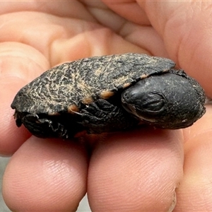 Chelodina longicollis (Eastern Long-necked Turtle) at Fyshwick, ACT by KMcCue