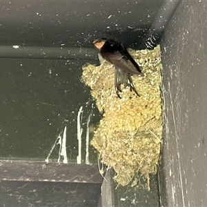 Hirundo neoxena at Fyshwick, ACT - 1 Dec 2024