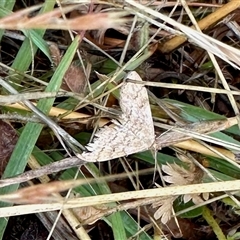 Scopula rubraria (Reddish Wave, Plantain Moth) at Yarralumla, ACT - 1 Dec 2024 by KMcCue