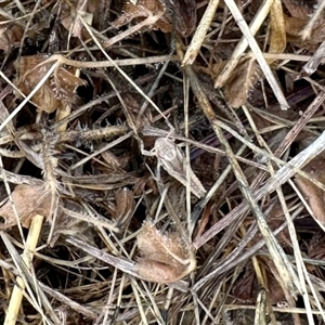 Oedaleus australis (Australian Oedaleus) at Yarralumla, ACT by KMcCue