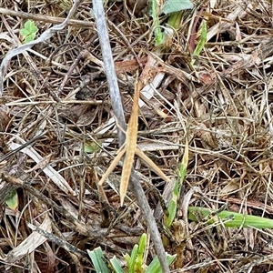 Acrida conica (Giant green slantface) at Yarralumla, ACT by KMcCue