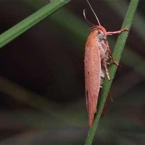 Garrha pudica (Modest Dullmoth) at Dalmeny, NSW by Bushrevival