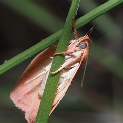 Garrha pudica at Dalmeny, NSW - 1 Dec 2024