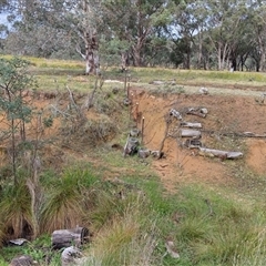 Vulpes vulpes (Red Fox) at Aranda, ACT - 1 Dec 2024 by JoeG