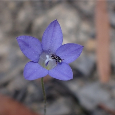 Euhesma sp. (genus) at Glen Davis, NSW - 23 Nov 2024 by SapphFire