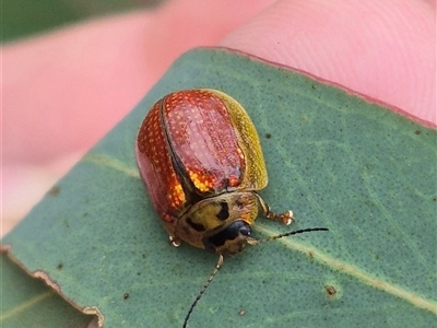 Paropsisterna bimaculata (Tasmanian Eucalyptus Leaf Beetle) at Bungendore, NSW - 1 Dec 2024 by clarehoneydove