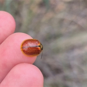 Paropsisterna bimaculata at Bungendore, NSW - suppressed