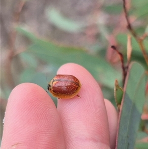 Paropsisterna bimaculata at Bungendore, NSW - suppressed