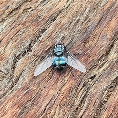 Calliphora vicina at Hawker, ACT - 1 Dec 2024 11:34 AM