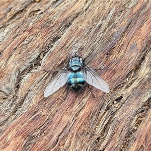 Calliphora vicina at Hawker, ACT - 1 Dec 2024