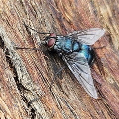 Calliphora vicina at Hawker, ACT - 1 Dec 2024 11:34 AM