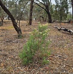 Cassinia longifolia (Shiny Cassinia, Cauliflower Bush) at Hawker, ACT - 1 Dec 2024 by sangio7