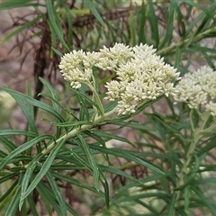 Cassinia longifolia at Hawker, ACT - 1 Dec 2024 11:43 AM