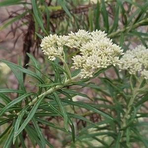 Cassinia longifolia at Hawker, ACT - 1 Dec 2024 11:43 AM