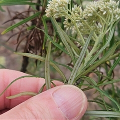 Cassinia longifolia at Hawker, ACT - 1 Dec 2024 11:43 AM