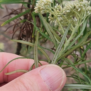 Cassinia longifolia at Hawker, ACT - 1 Dec 2024 11:43 AM