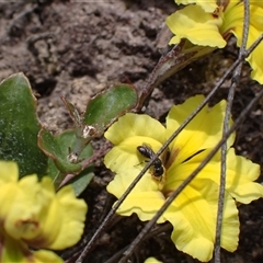 Euhesma sp. (genus) at Glen Davis, NSW - 23 Nov 2024 by SapphFire