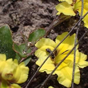 Euhesma sp. (genus) at Glen Davis, NSW by SapphFire