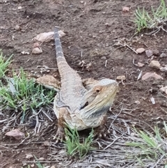 Pogona barbata (Eastern Bearded Dragon) at O'Connor, ACT - 1 Dec 2024 by jpittock