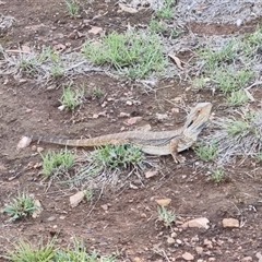 Pogona barbata at O'Connor, ACT - 1 Dec 2024