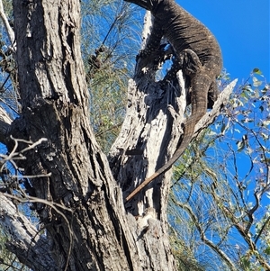 Varanus varius at Burrinjuck, NSW - suppressed