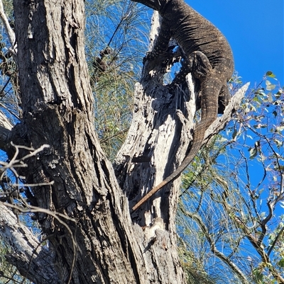 Varanus varius (Lace Monitor) at Burrinjuck, NSW - 1 Dec 2024 by Bidge