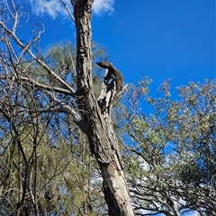 Varanus varius at Burrinjuck, NSW - suppressed