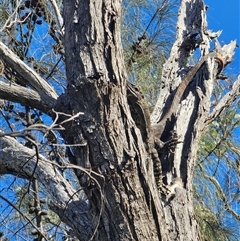 Varanus varius at Burrinjuck, NSW - suppressed