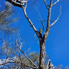 Varanus varius at Burrinjuck, NSW - suppressed