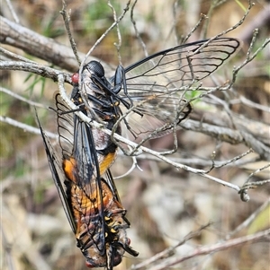 Psaltoda moerens (Redeye cicada) at Burrinjuck, NSW by Bidge