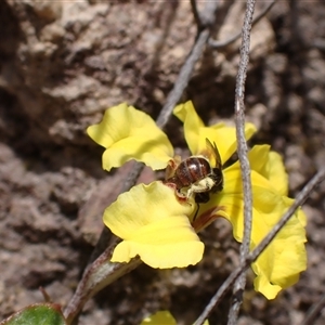 Euhesma sp. (genus) at Glen Davis, NSW by SapphFire