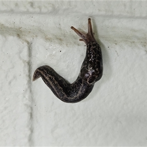 Limax maximus (Leopard Slug, Great Grey Slug) at Hawker, ACT by sangio7