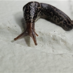 Limax maximus at Hawker, ACT - 1 Dec 2024