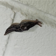 Limax maximus at Hawker, ACT - 1 Dec 2024