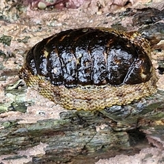 Sypharochiton pelliserpentis at Malua Bay, NSW - 1 Dec 2024 by trevorpreston