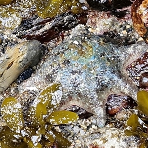 Meridiastra calcar at Malua Bay, NSW by trevorpreston