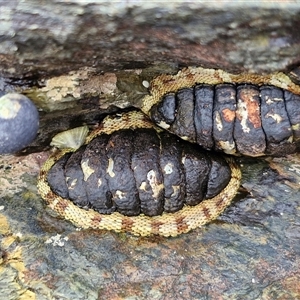 Sypharochiton pelliserpentis at Malua Bay, NSW by trevorpreston