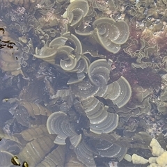 Unidentified Marine Alga & Seaweed at Malua Bay, NSW - 1 Dec 2024 by trevorpreston