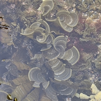 Unidentified Marine Alga & Seaweed at Malua Bay, NSW - 1 Dec 2024 by trevorpreston