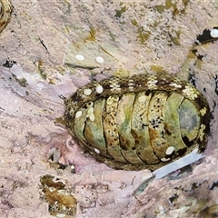 Sypharochiton pelliserpentis at Malua Bay, NSW - 1 Dec 2024 by trevorpreston