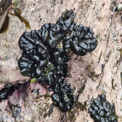 Unidentified Marine Alga & Seaweed at Malua Bay, NSW - 1 Dec 2024 by trevorpreston