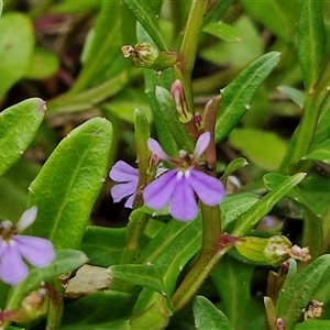 Lobelia anceps (Angled Lobelia) at Malua Bay, NSW by trevorpreston