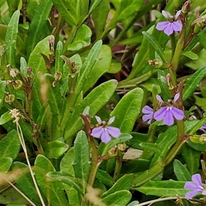 Lobelia anceps at Malua Bay, NSW - 1 Dec 2024 02:09 PM