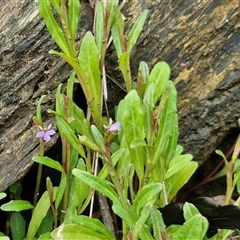 Lobelia anceps at Malua Bay, NSW - 1 Dec 2024 02:09 PM