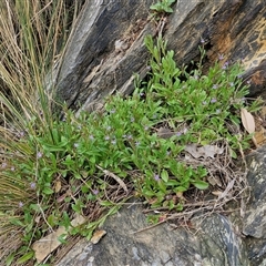 Lobelia anceps at Malua Bay, NSW - 1 Dec 2024 02:09 PM