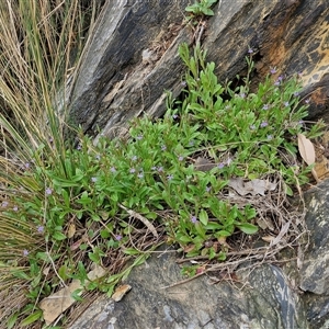 Lobelia anceps at Malua Bay, NSW - 1 Dec 2024 02:09 PM