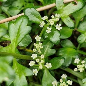 Apium prostratum (Sea Celery) at Malua Bay, NSW by trevorpreston